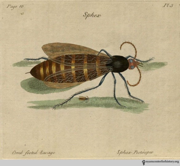 Plate 3, Sphex pectinipes, the comb footed savage. Click to enlarge.