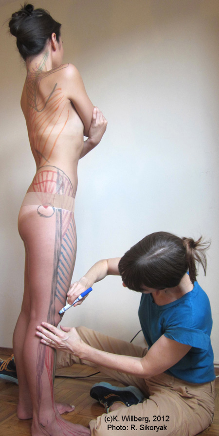 Willberg anatomy drawing. Model: Wendy Chu 
