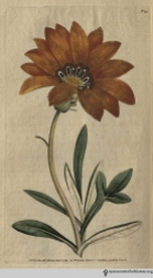 “The green-house, to which it properly belongs, can scarcely boast a more shewy plant; its blossoms, when expanded by the heat of the sun, and it is only when the sun shines on them that they are fully expanded, exhibit an unrivalled brilliancy of appearance.” (Rigid-Leaved Gorteria, plate 90, volume 3, 1792)