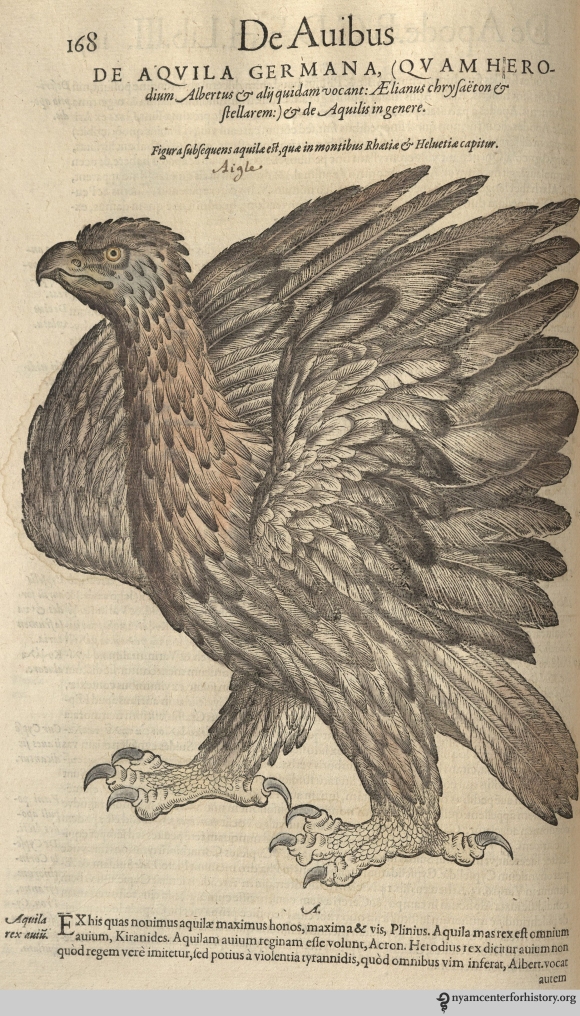 Eagle from Gesner’s Historia Animalium, Liber III.