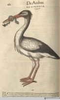 Stork from Gesner’s Historia Animalium, Liber III.