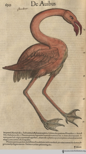 Flamingo from Gesner’s Historia Animalium, Liber III.