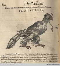 Help us identify this odd bird with floppy head feathers from Gesner’s Historia Animalium, Liber III.