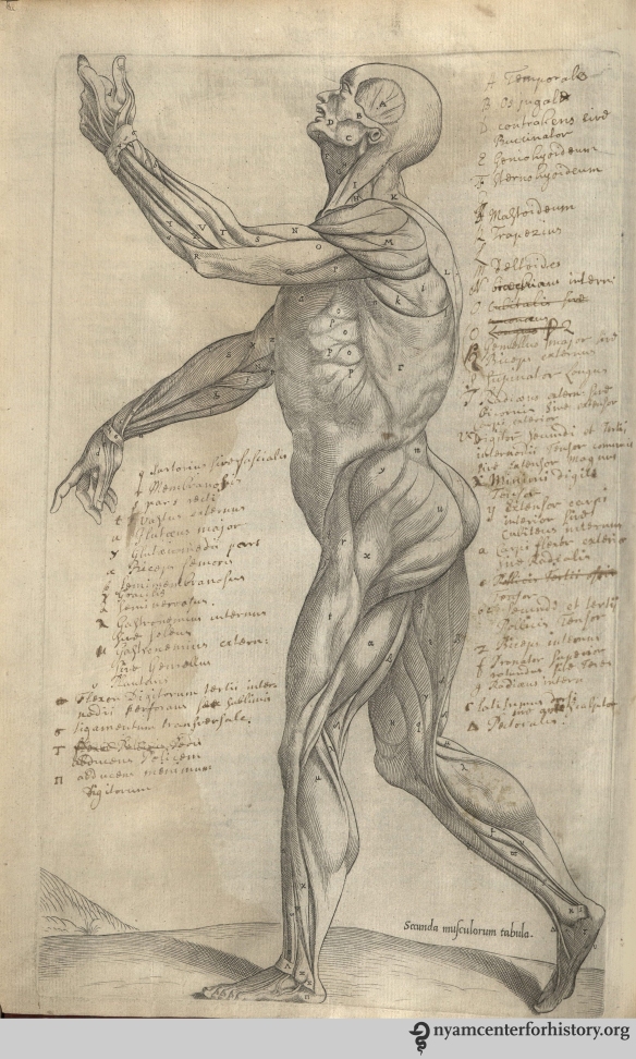 Image of annotated muscleman figure  in the Academy's copy of the 1559 English edition of Geminus’  Compendiosa. Click to enlarge.