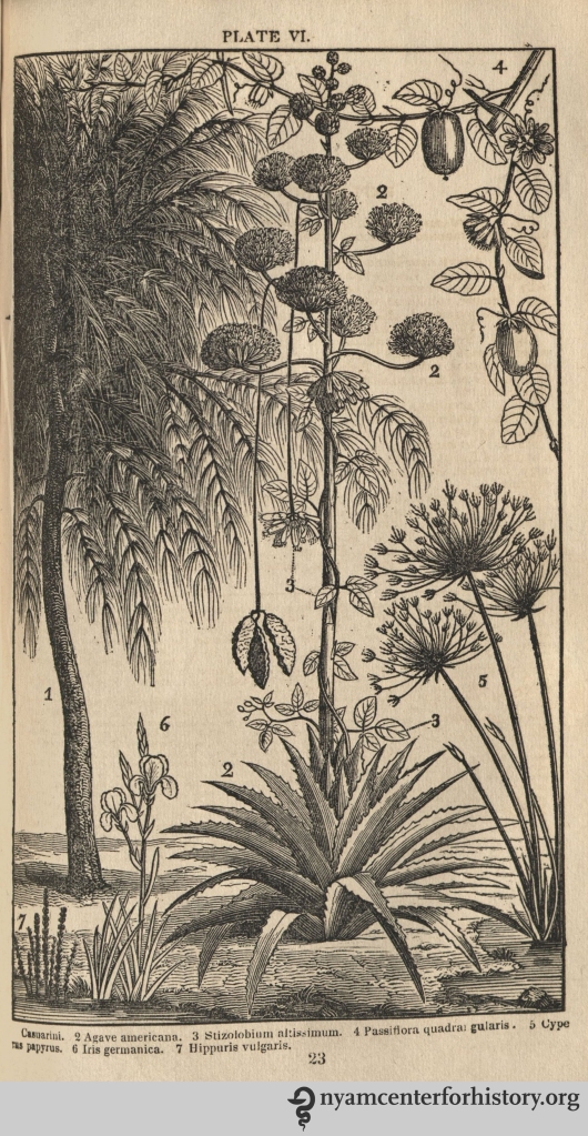 Plate VI from Phelps, Familiar Lectures on Botany, 1838. Click to enlarge.