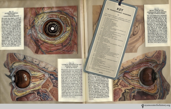 Figures 19-22 in Kronfeld, The Human Eye in Anatomical Transparencies, 1943. Click to enlarge. 