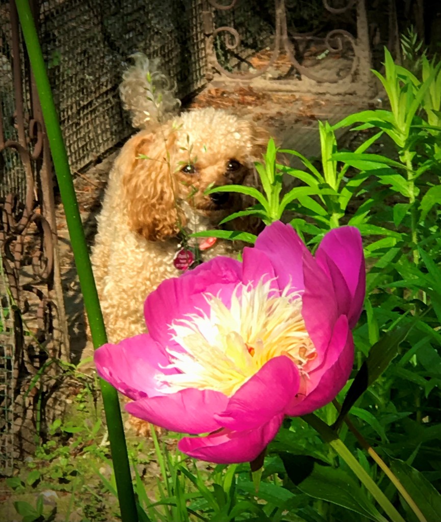 A photo with a blooming pink flower in frame. Behind it is a small, shy brown dog looking at the camera. 
