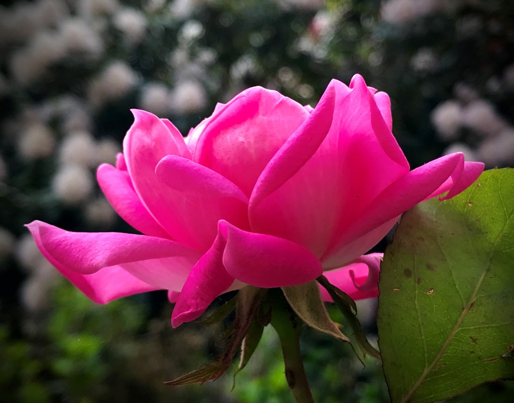 A large pink flower is in focus. 