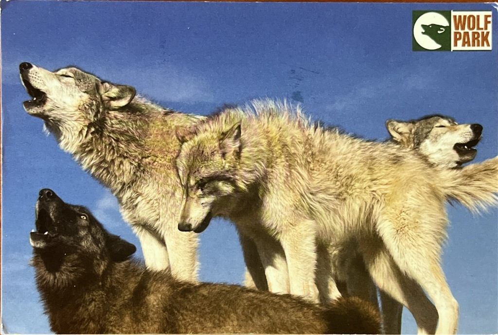 A scan of a postcard from wolf Park. Three wolves are howling to the left. There is another wolf who is howling to the right,. 